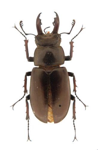 Réf. 296 453 : Lucanus sp.